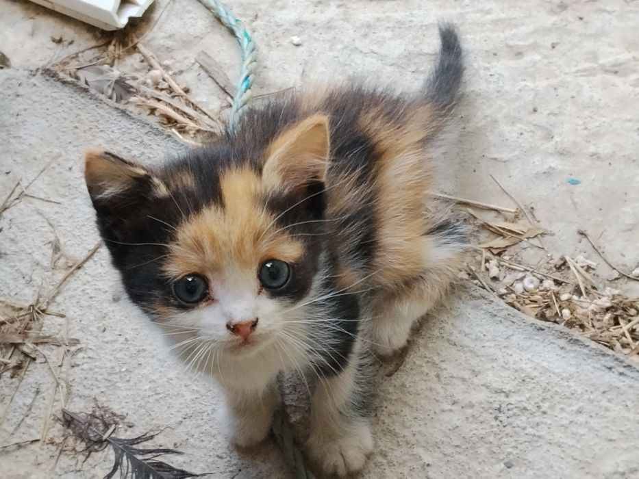 Отдам котят бесплатно