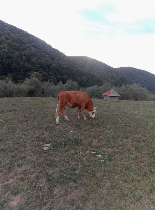 Juninca de vanzare