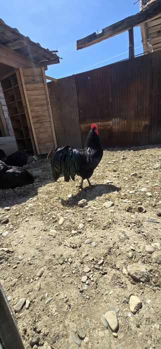 Oua de incubat australorp