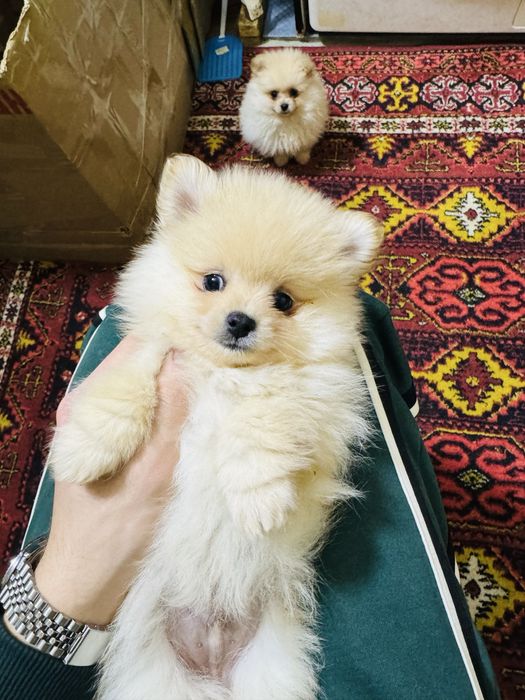 Померанский шпиц кабель ищет невесту