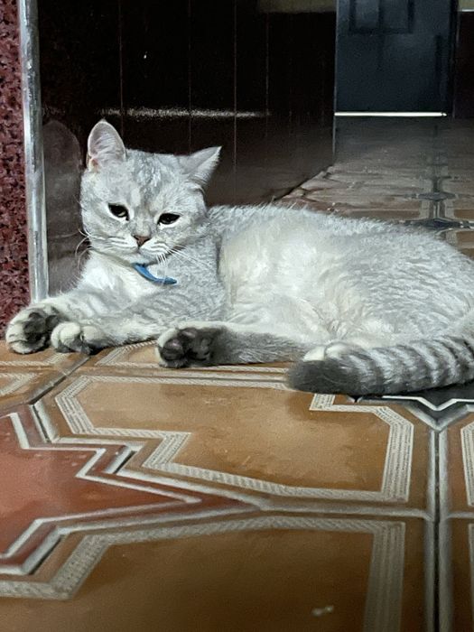 Британская серебристая шиншилла вязка