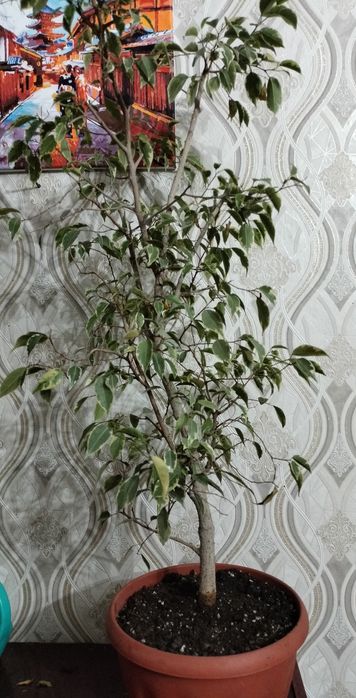 Продам фикусы цветы