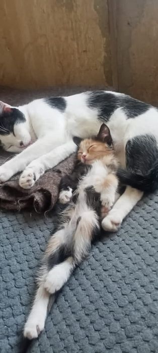 Котик ищет  ласковая