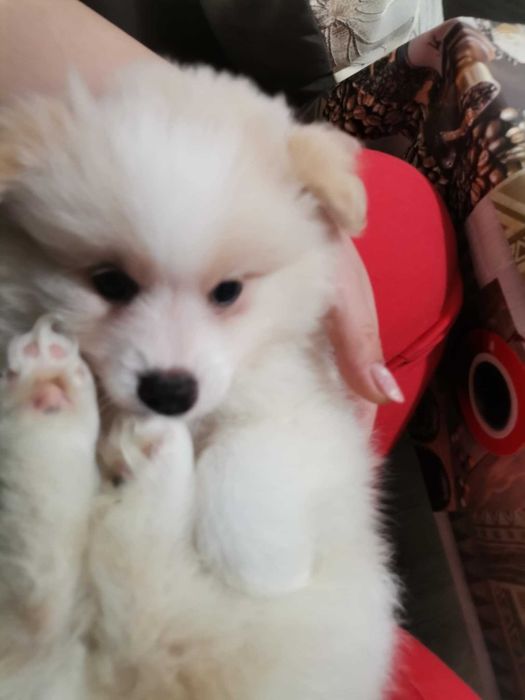 Мъжко Кученце Померан