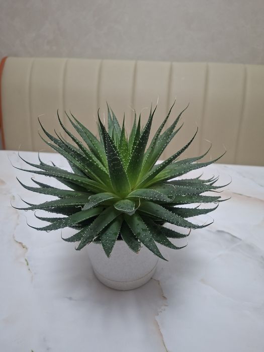 Комнатные цветы - Хавортия