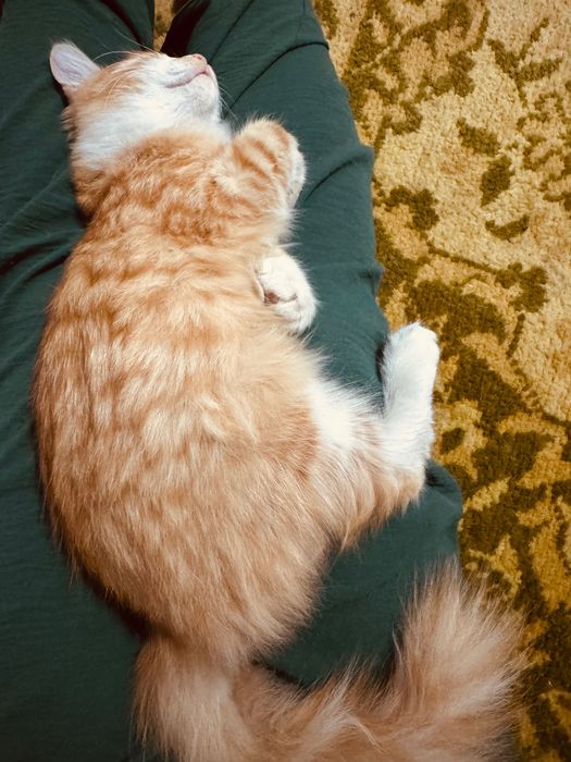 Отдам котенка в хорошие руки