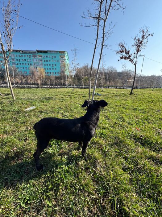 Ищу хозяев для собак