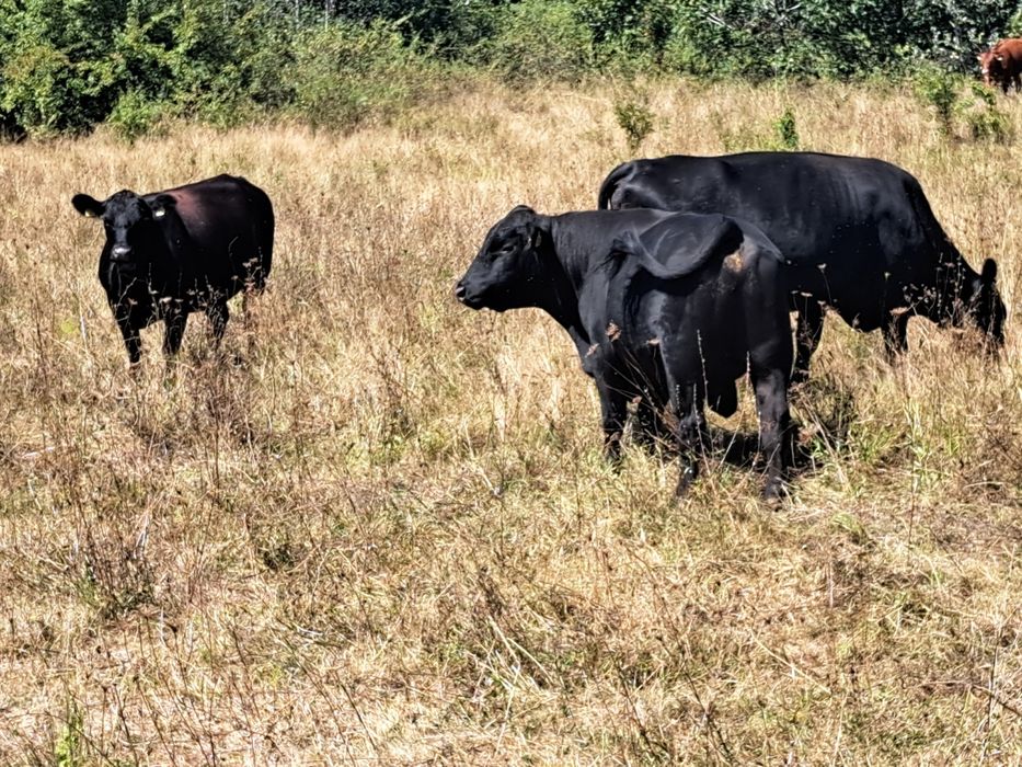Vaca Angus cu vitel