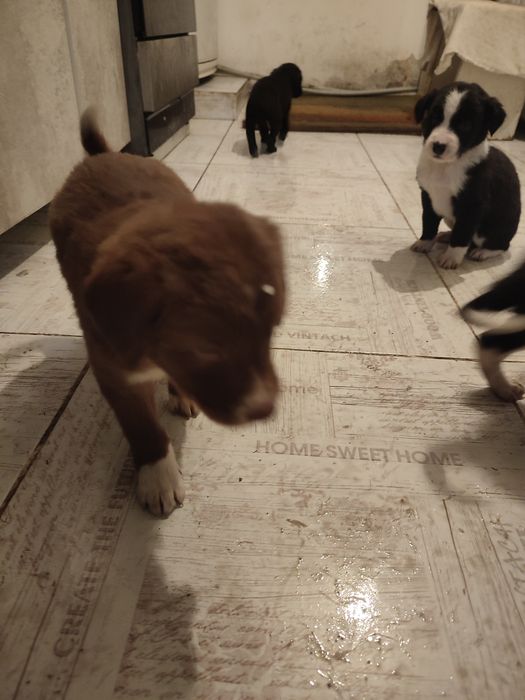 Щенки , бесплатно