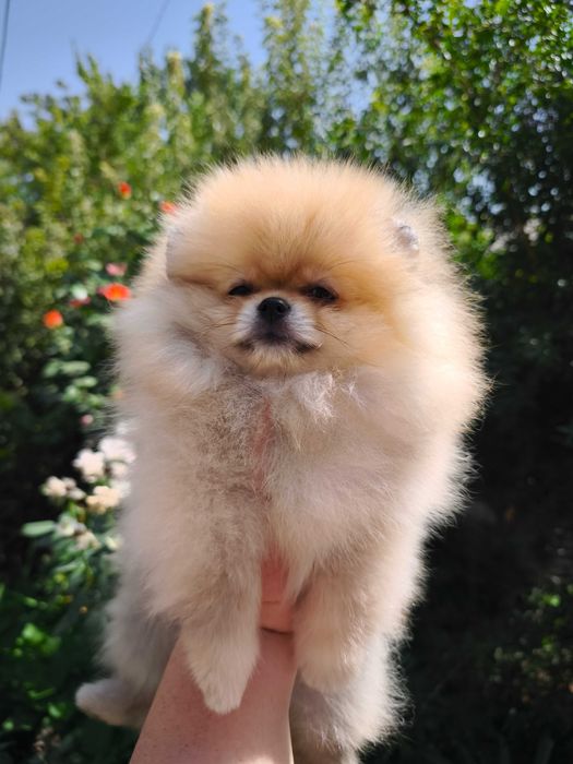 Девочки цверг шпица