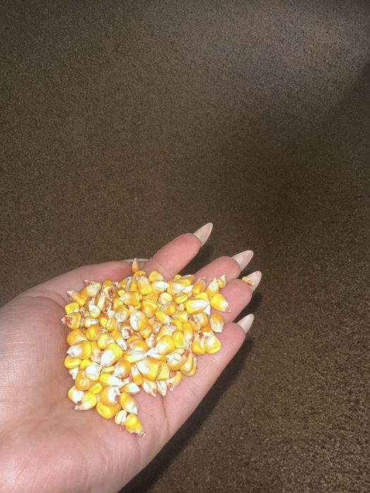 Porumb uscat - pret negociabil