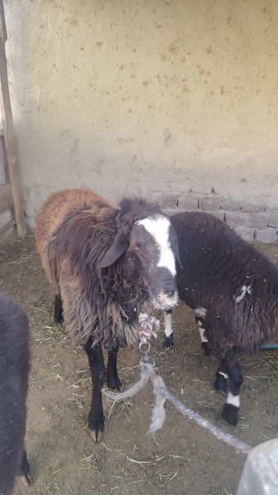 4 tish qo'chqor sotiladi.