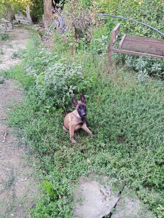 Продаю бельгийскую офчарку