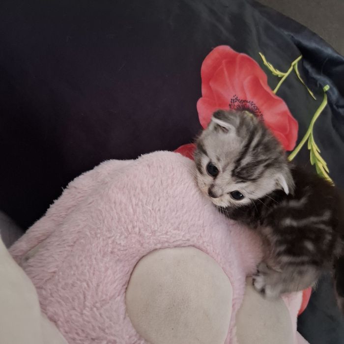 Шотландские вислоухие котята