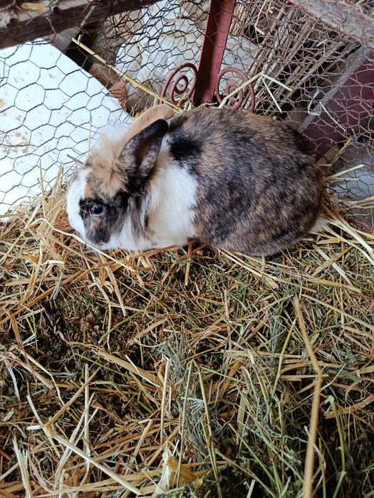 Femele adulte cap de leu