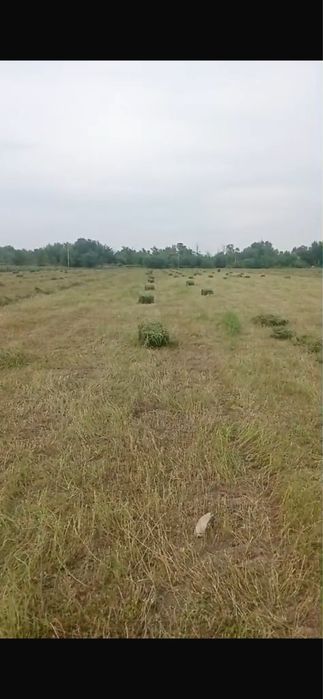 Продам люцерну жонышка с поля, первый кос.