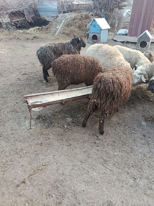 В Продажи Бараны Токты Секи.