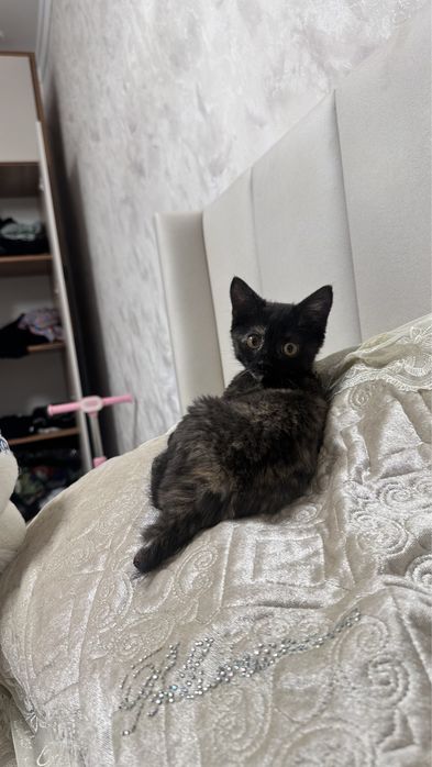 Котенок в хорошие руки