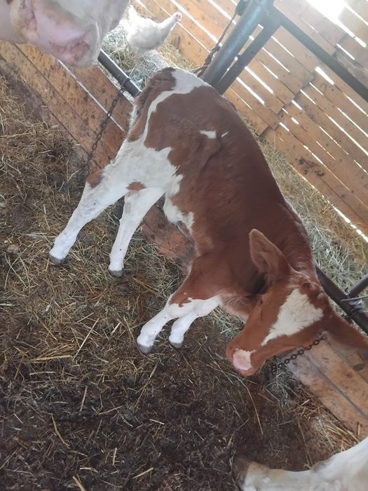Vând vițea de 1 săptămână viteaua e frumoasa de ținut