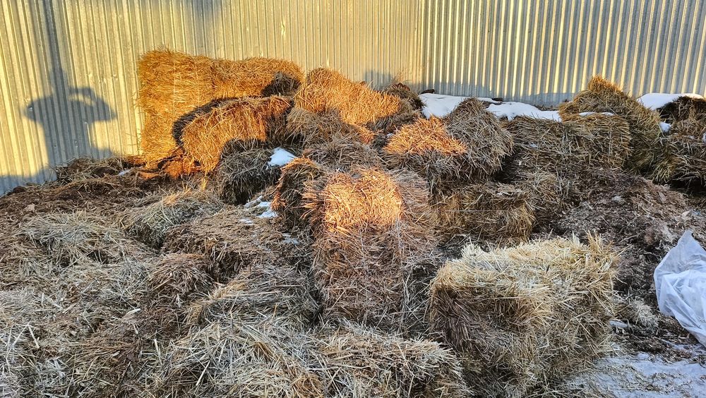 Сабан. Солома . Оптом