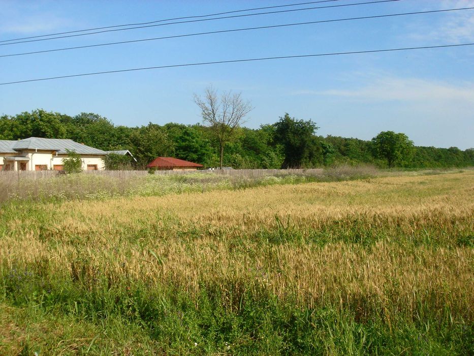 Vand teren padure, Ciolpani