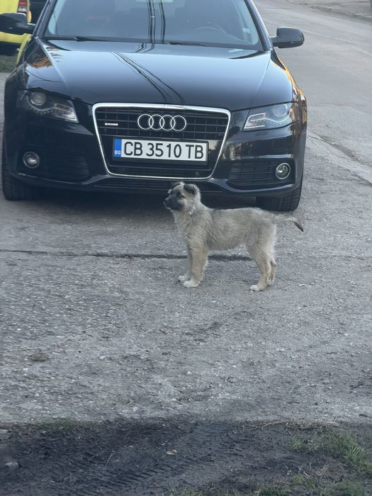 Подарява се едно кученце