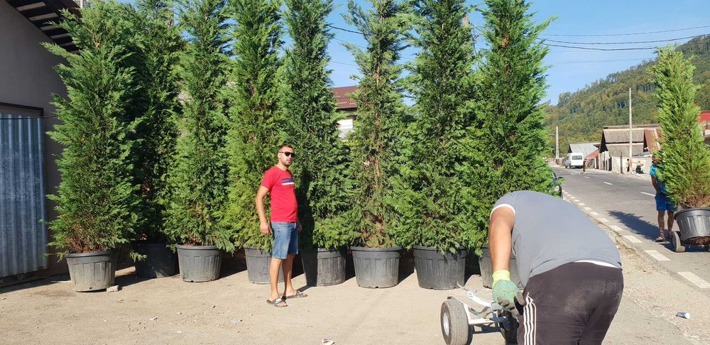 Cupresussocyparis Leylandii