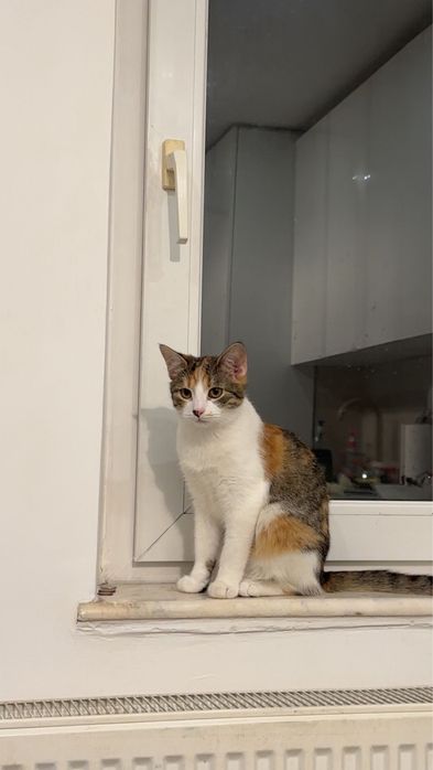 Pisicuta spre adoptie!