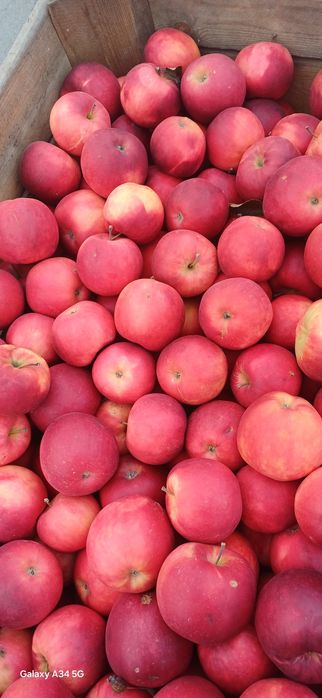 Mere de vânzare Calitate superioară