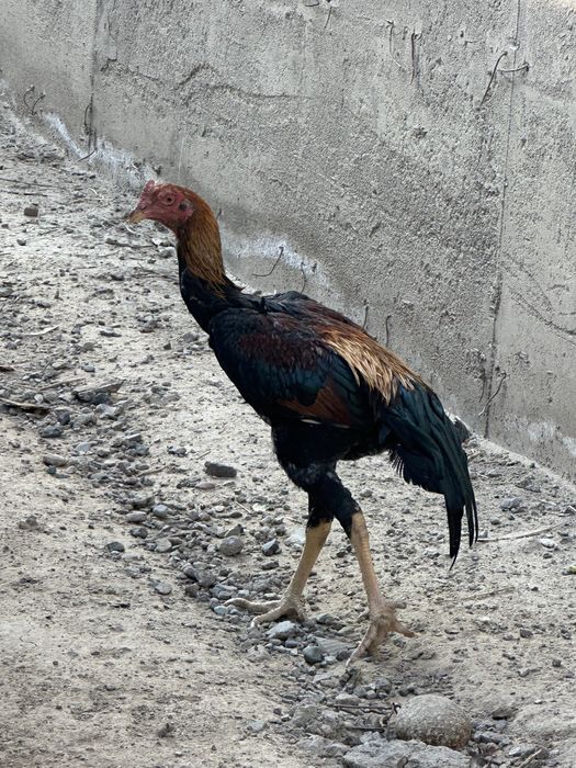 Дакан қораздар о шамо