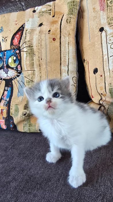 Отдам котят в добрые руки