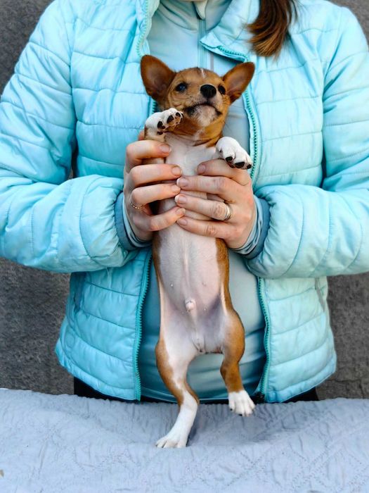 Cățeluș Basenji pentru o pernă moale. Urgent. Nu pentru reproducere!