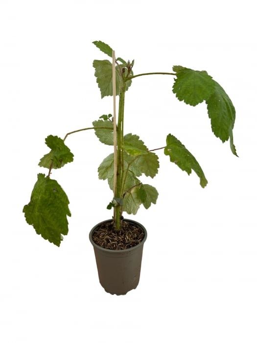 Mur rubus fruticosus thornfree ghiveci