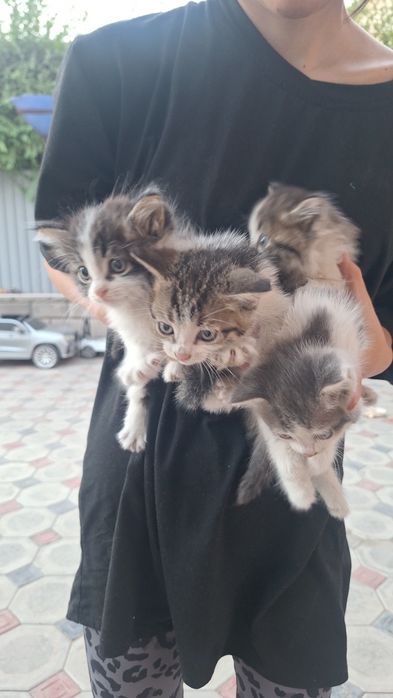 Отдам котят в добрые руки. 2 мальчика 2 девочки