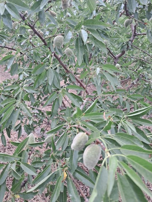 ховли сотилади 20сотих