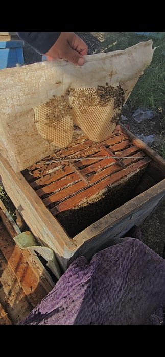 Toza hsor tog' asali