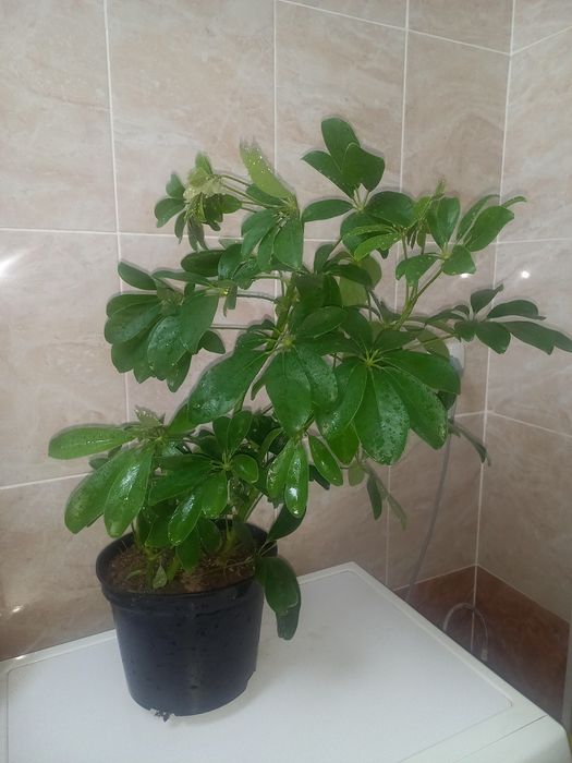 Комнатние растения