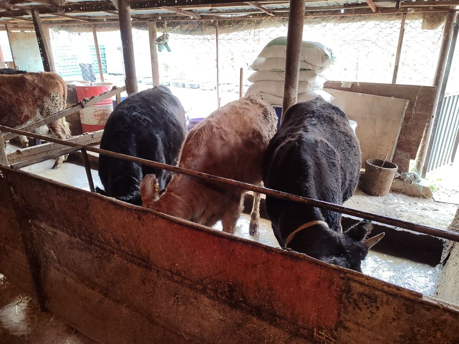 Продам телок КРС