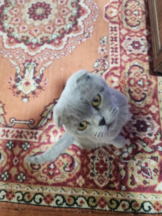 Scottish Fold mushuk sotiladi