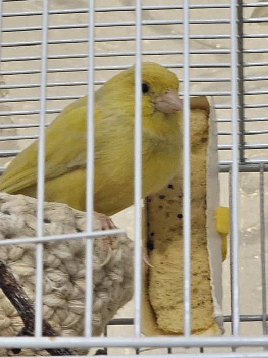 Продам Кенара и Канарейку