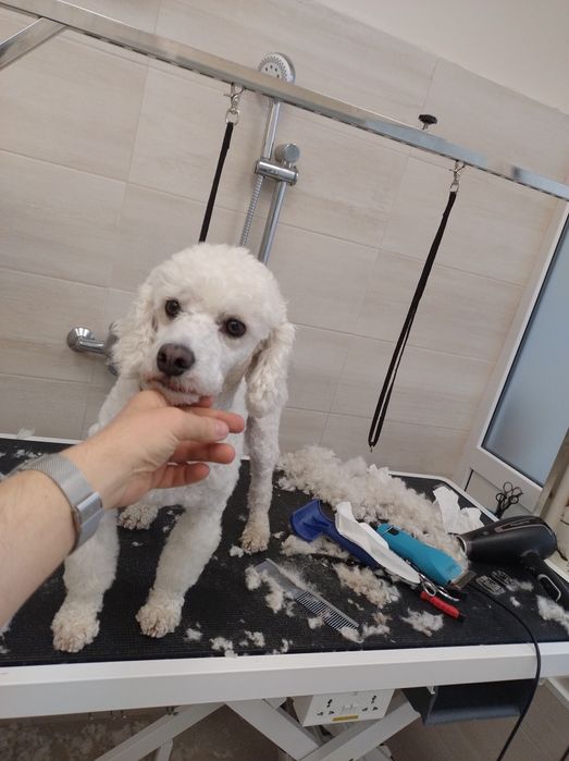 Tuns catei mici sector 6