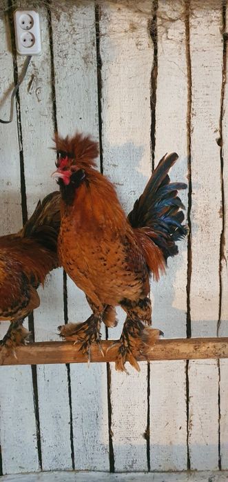 Продам петухов павловское золото