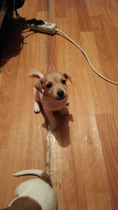 продам щенков джек рассел