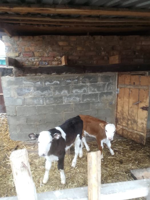 Продам телят 4 мес