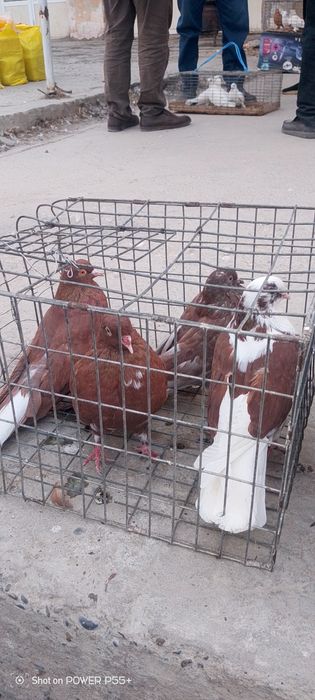 Продаю Николаевских голубей