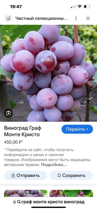 Саженцы винограда