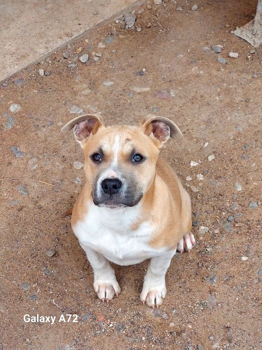 Продажа щенков Стаффорда АСТ