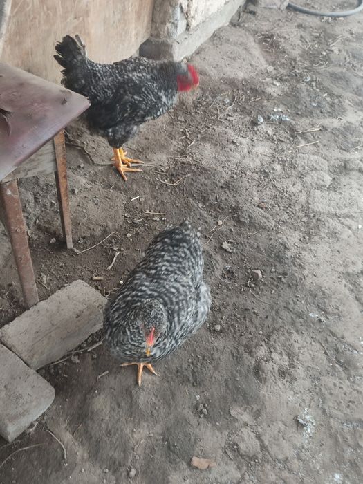 Продам Курей парочки