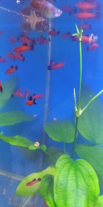 Продам флаговых меченосцев берлинских. Молодь.