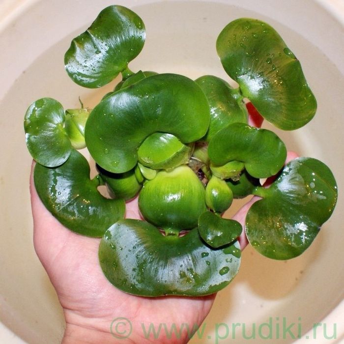 Эйхорния. Водный гиацинт